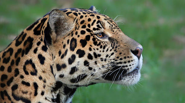 Close-up view of a Jaguar (Panthera onca) Close-up view of an adult male Jaguar (Panthera onca) big cat stock pictures, royalty-free photos & images