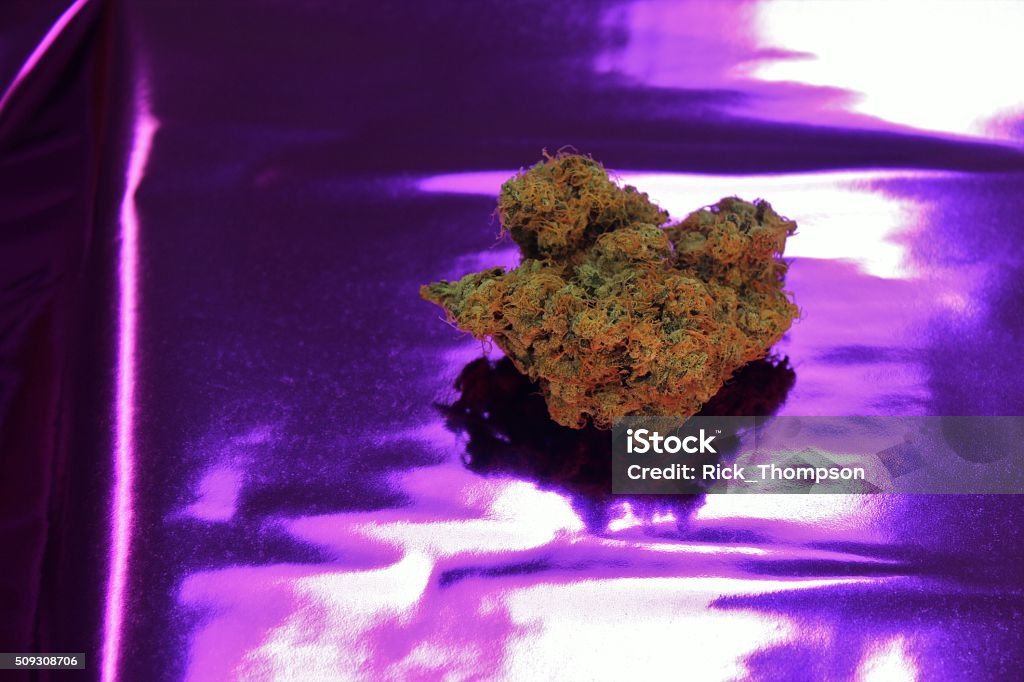 Tropicana Marijuana Center A nice bud of marijuana featured against a varying purple background. The cannabis strain is called Tropicana. The details of the marijuana are clear, including the orange hairs and glistening trichomes. The image offers dark and light areas that offer interest to the viewer and can be used to highlight logos or text. Bud Stock Photo