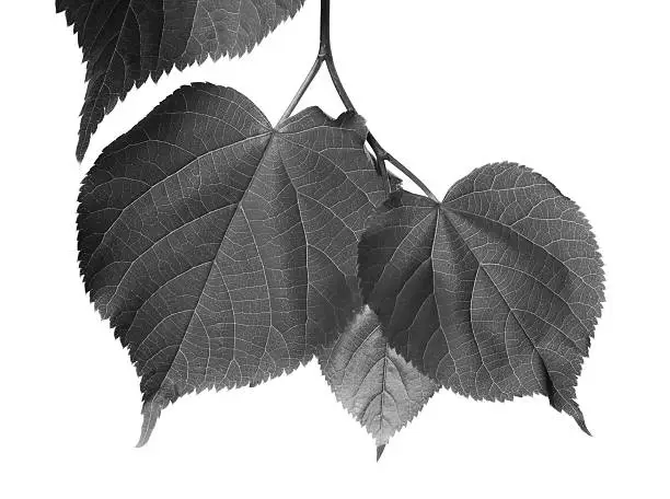 Black and white linden-tree leafs isolated on white background