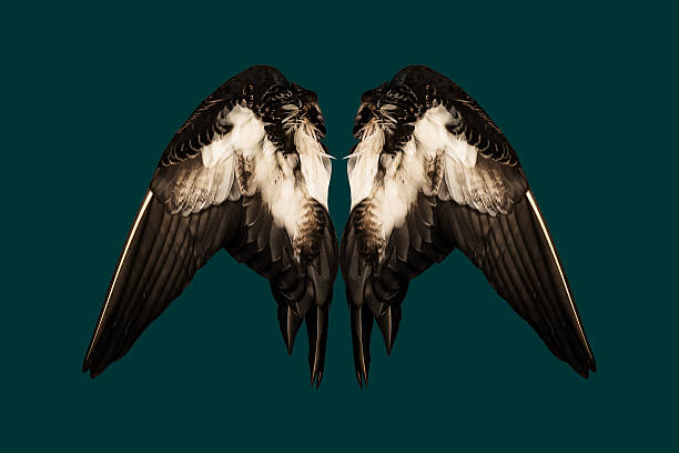 fija pato real alas de ángel aislado verde azulado de fondo posterior par - clipped wings fotografías e imágenes de stock