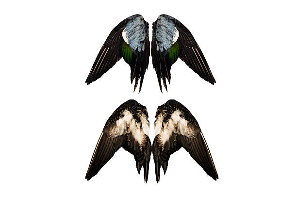 クリップのアヒルの羽白の背景フロントエンジェルペア絶縁型バック - clipped wings ストックフォトと画像