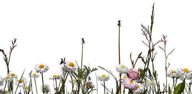 istock meadow grass and chamomile flowers isolated on white background 509312066