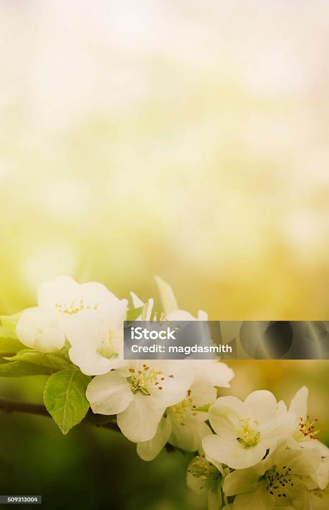 apple blossoms on branch Apple blossoms in orchard. The camera is focused selectively on the flower heads. Space for copy Apple Tree Stock Photo