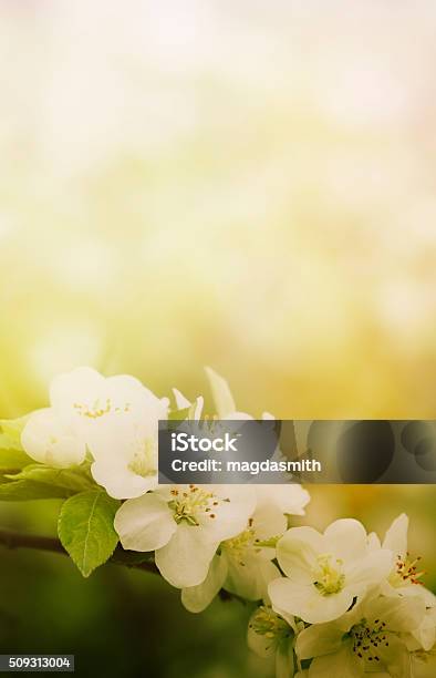 Apple Blossoms On Branch Stock Photo - Download Image Now - Apple Tree, Beauty, Beauty In Nature