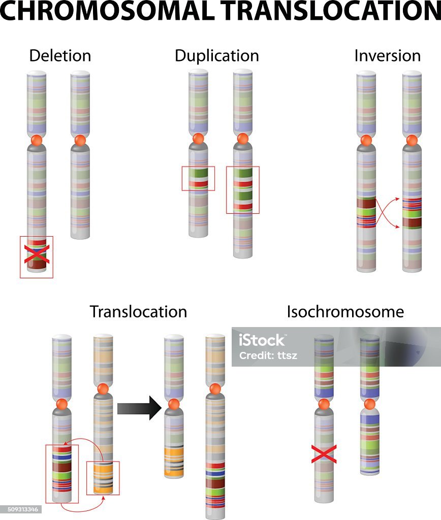 Genommutation Mutation Chromosom Anomalie Stock Vektor Art und mehr Bilder von ...