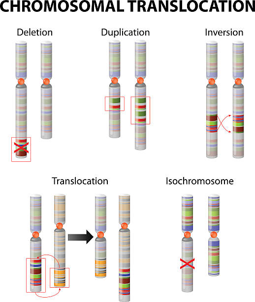 mutacja. chromosom nieprawidłowości - chromosome stock illustrations