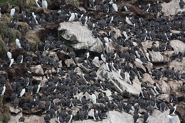 istock Large Bird Colony - Newfoundland, Canada 509315118
