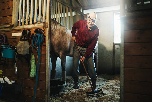 istock Senior cowboy cleaning the stable 509315394