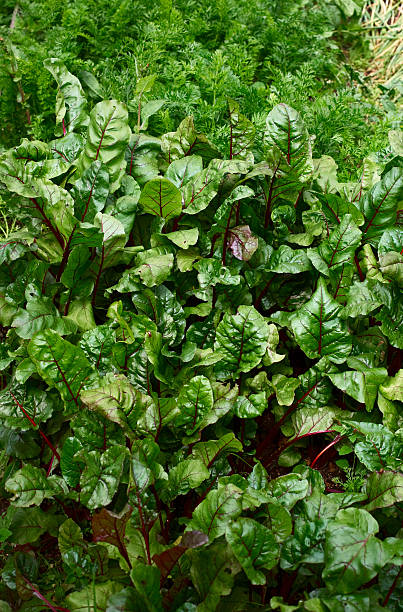 istock beets in the garden 509315546