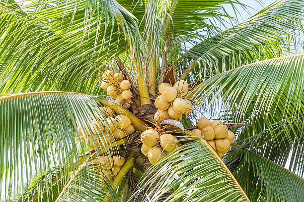 istock closeup of sweet coconut 509316313