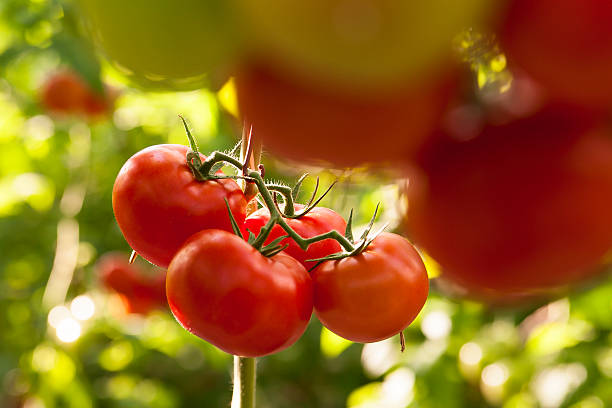 Gathered tomatoes in the greenhouse