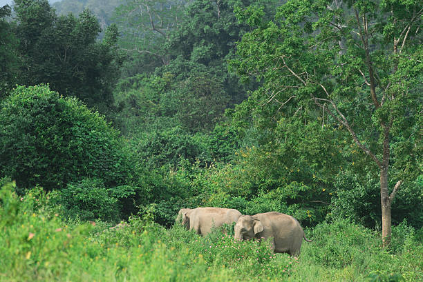 istock wild Asian elephants in the forest 509316576
