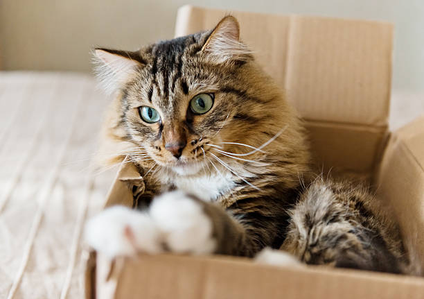 Cat sitting in a cardboard box stock photo