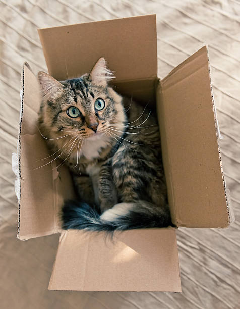 istock Cat sitting in a cardboard box 509316667
