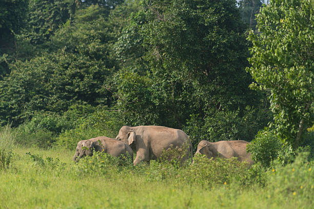 istock wild Asian elephants in the forest 509316878