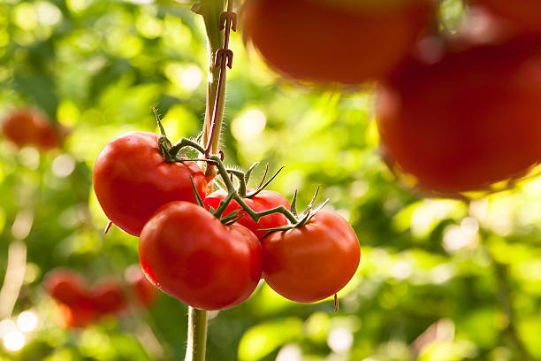 Gathered tomatoes in the greenhouse