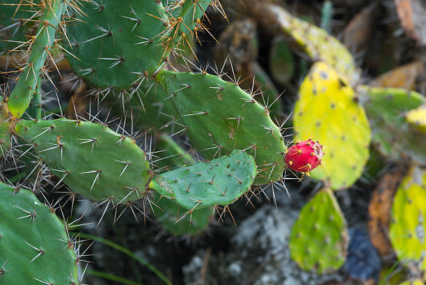 fleur de cactus sur cactus feuille - desert cactus flower hedgehog cactus photos et images de collection