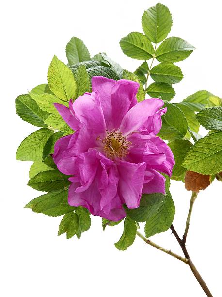 istock rose with edible,tasty and fragrant petals for jam 509317643