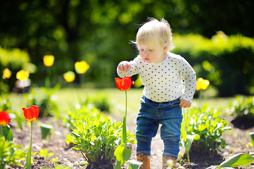 Toddler smelling red tulip in the garden at the spring or summer day