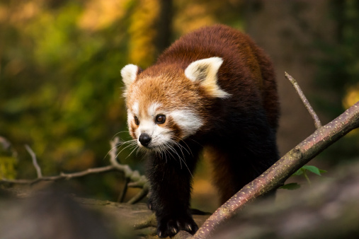 Red panda in deep forest looking for food