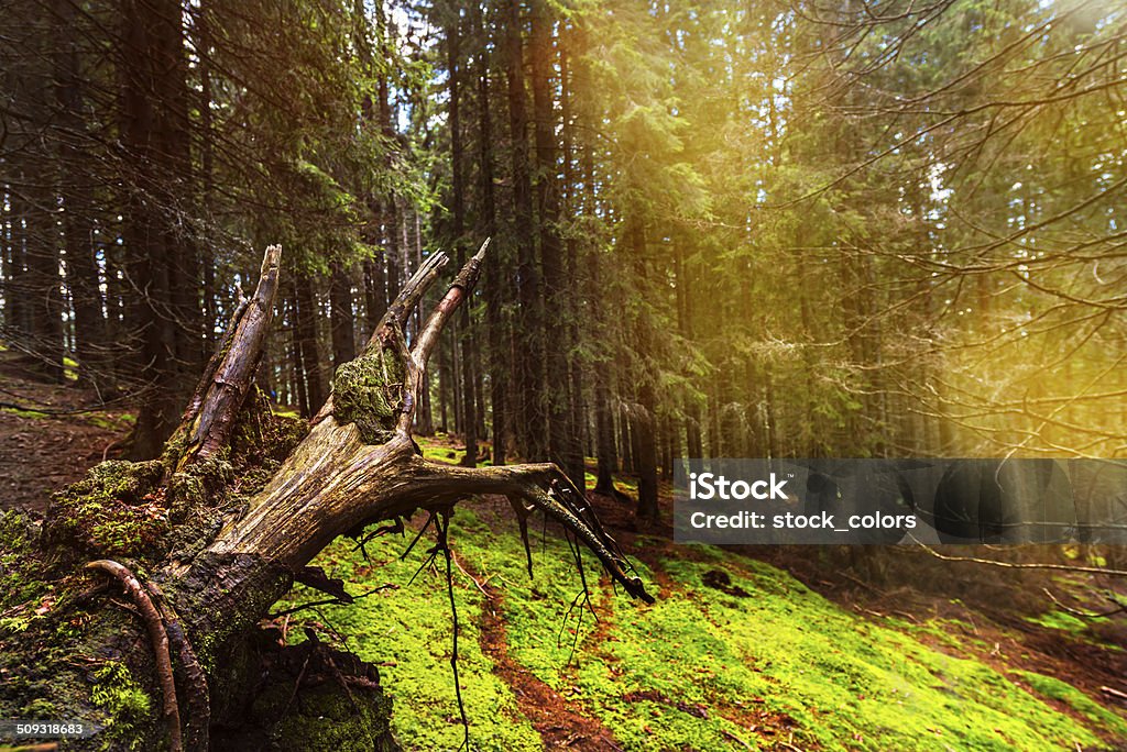 Wald Hintergrund - Lizenzfrei Ahorn Stock-Foto