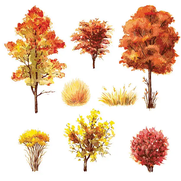 Vector illustration of Set of autumn trees and bushes.