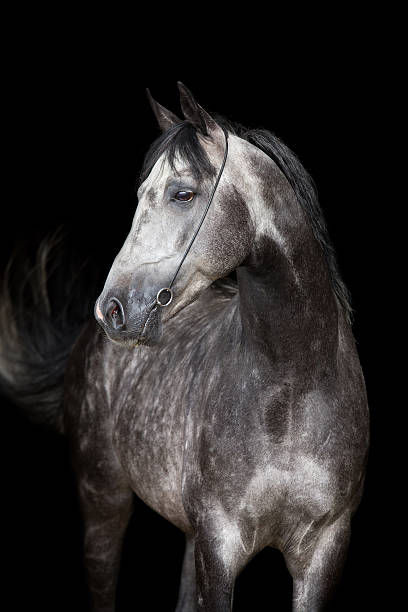istock Gray horse head on black background 509319063