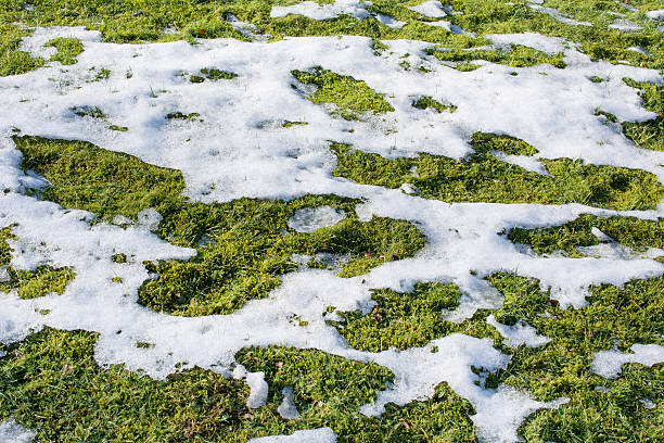 Melting snow and ice reveals the grass Melting snow and ice reveals the lawn morph transition stock pictures, royalty-free photos & images