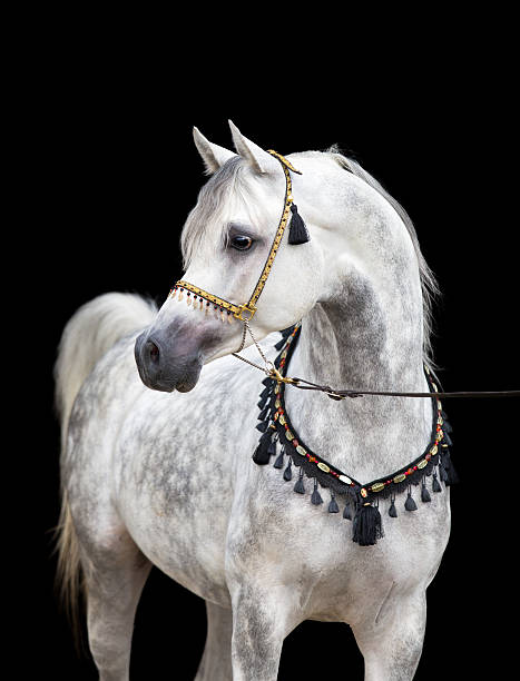 アラビアングレーの馬に黒色の背景 - arabian horse ストックフォトと画像