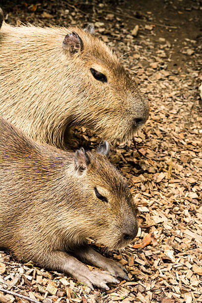istock Close-up of two Capybaras resting. 509319785