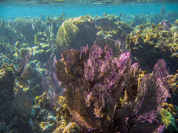 coral saudáveis - lighthouse reef imagens e fotografias de stock