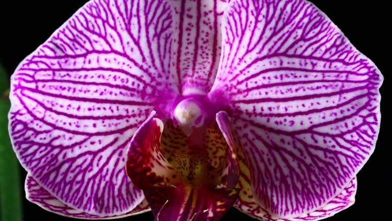 Blooming Orchid Phalaenopsis 4K