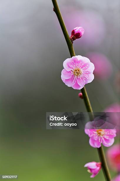 Rosa Fiori Di Prugna - Fotografie stock e altre immagini di Albero - Albero, Ambientazione esterna, Ambiente