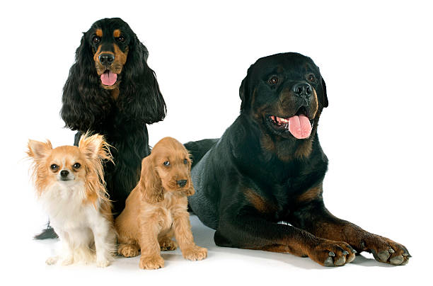 istock group of dogs 509321525