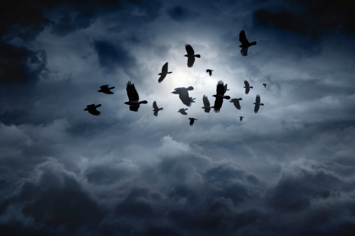 Flying ravens photo