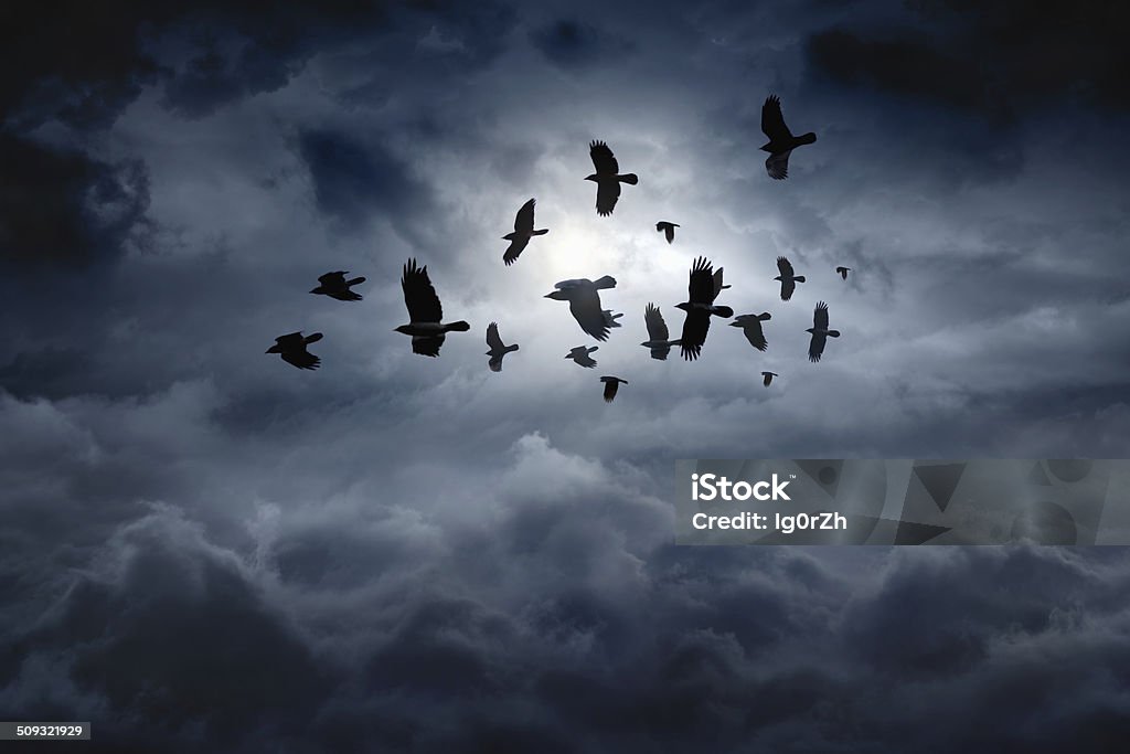 Flying ravens Flock of flying ravens, crows in dark moody sky Raven - Bird Stock Photo