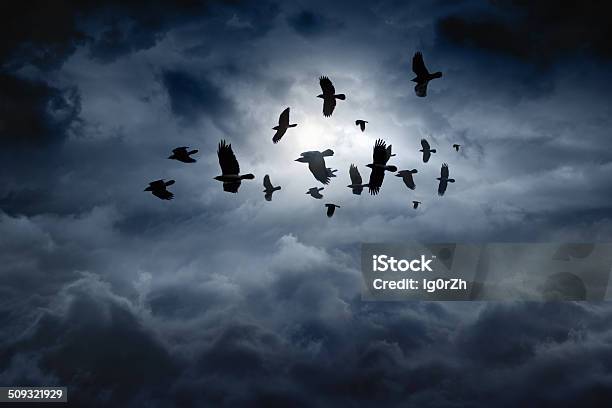 Flying Ravens Stock Photo - Download Image Now - Raven - Bird, Crow - Bird, Sky