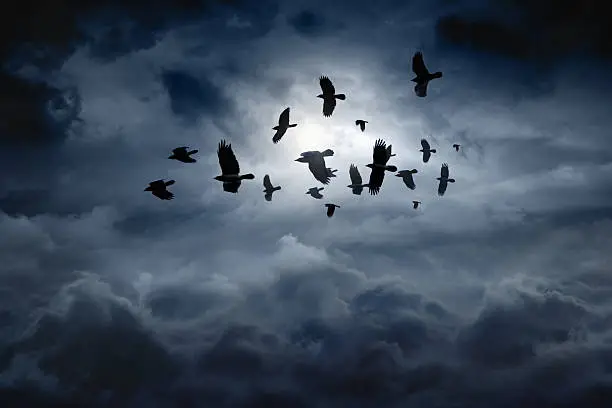 Flock of flying ravens, crows in dark moody sky