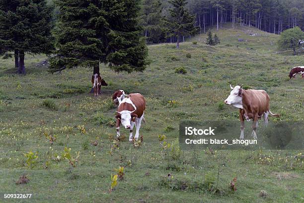 Cows From Alps Stock Photo - Download Image Now - Agricultural Field, Agriculture, Animal