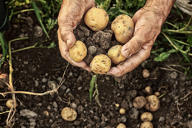 frische kartoffeln - farm farmer vegetable field stock-fotos und bilder