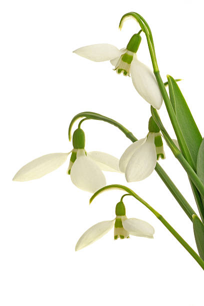 snowdrops - lat. galanthus nivalis - blooming in spring. Isolated on white background