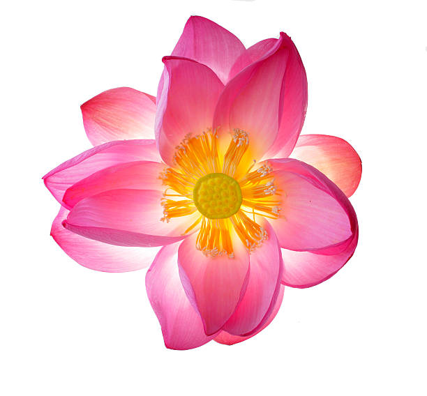 Opening lotus flower stock photo