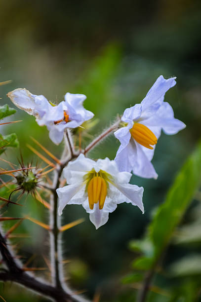 istock Solanum, Flower of Brinjal, Eggplant 509342168