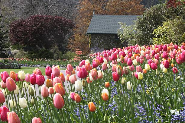 istock Tulips On Hillside Near A Farmhouse 509343489