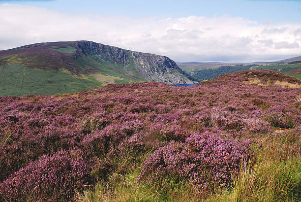istock Heather in bloom / WICKLOW / IRELAND 509343529