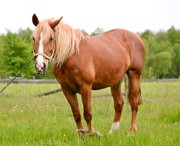 istock Young horse grazing in the meadow 509343592