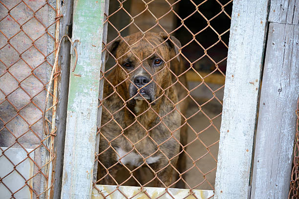 istock Sad boxer trapped in dirty old cage 509344172