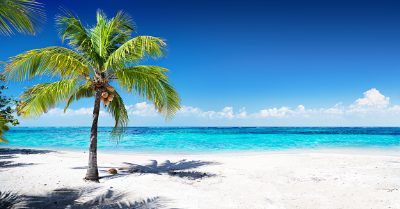 Playa escénica Coral árbol de palma photo