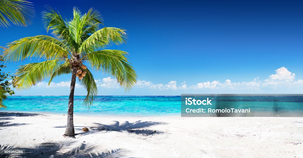 Scenic Coral Beach With Palm Tree Single Coconut Palm Tree On White Sand and Caribbean Sea Beach Stock Photo