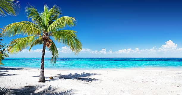 Scenic Coral Beach With Palm Tree Single Coconut Palm Tree On White Sand and Caribbean Sea coconut palm tree stock pictures, royalty-free photos & images
